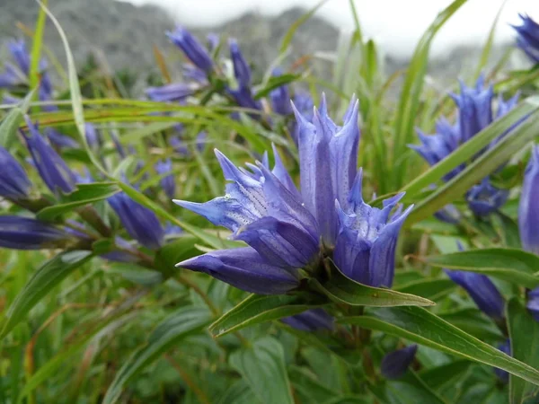 자연 속의 푸른 꽃 — 스톡 사진