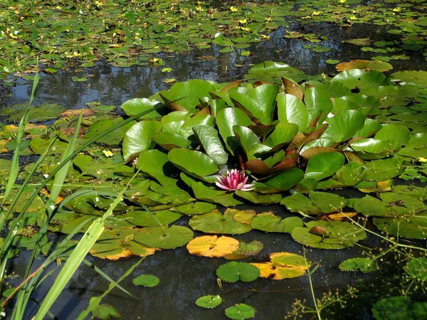 Lilia wodna nad jeziorem — Zdjęcie stockowe