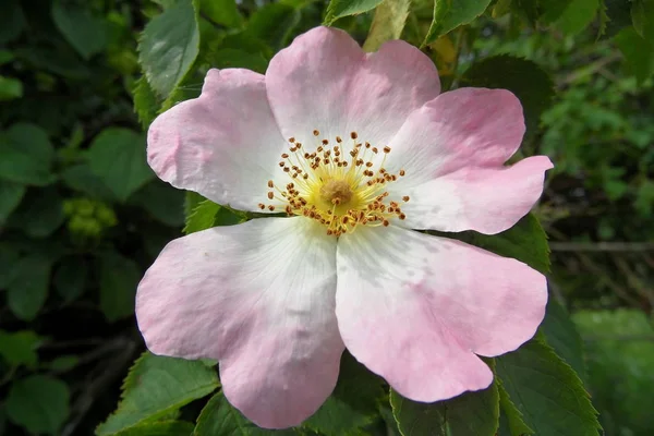 doğada Kuşburnu çiçekler