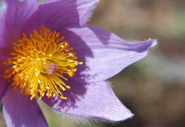 mor Pulsatilla - Baharda Pasqueflower