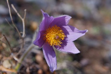 mor Pulsatilla - Baharda Pasqueflower
