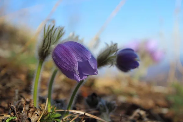 Lila pulsatilla - Passionsblume im Frühling — Stockfoto