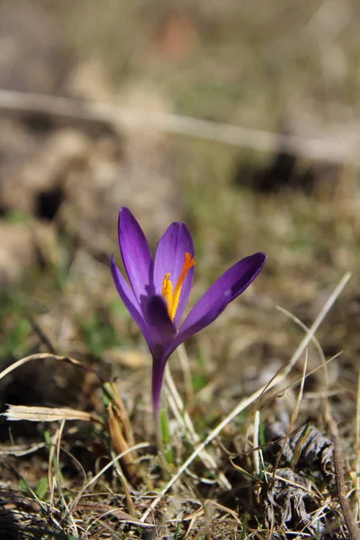 वसंत ऋतूमध्ये जांभळा क्रॉकस — स्टॉक फोटो, इमेज