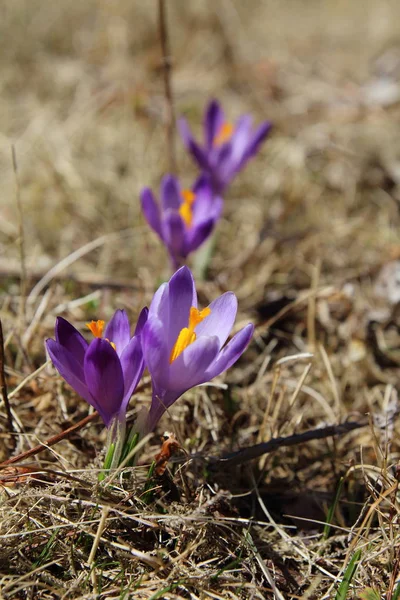 Purpurkrokusse im Frühling — Stockfoto