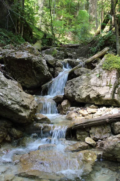 Brook na floresta — Fotografia de Stock