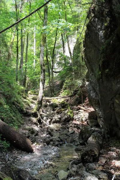 Floresta no parque nacional Slovak Paradise, Eslováquia — Fotografia de Stock