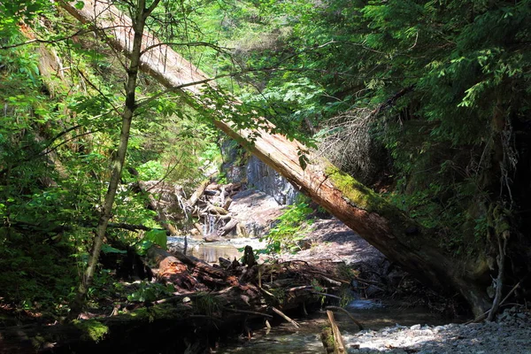 Nationalpark Slowakisches Paradies, Slowakei Stockfoto