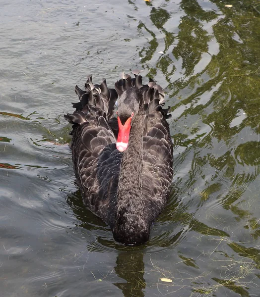 Cisne preto no lago — Fotografia de Stock