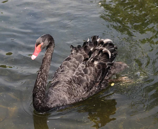 Cisne preto no lago — Fotografia de Stock