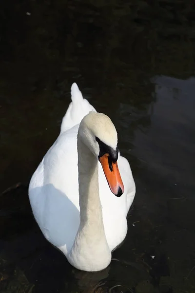 Witte zwaan op het meer — Stockfoto