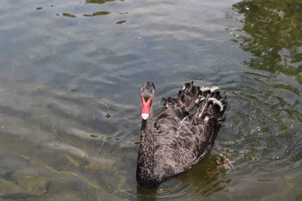 Cisne preto no lago — Fotografia de Stock