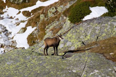 Chamois mountains, Slovakya için yüksek Tatras için
