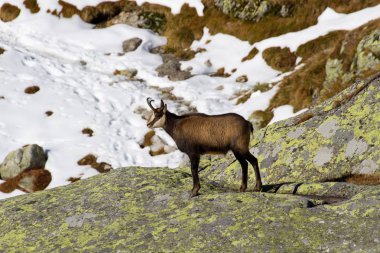Chamois mountains, Slovakya için yüksek Tatras için