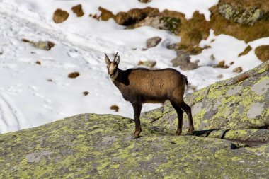 Chamois mountains, Slovakya için yüksek Tatras için