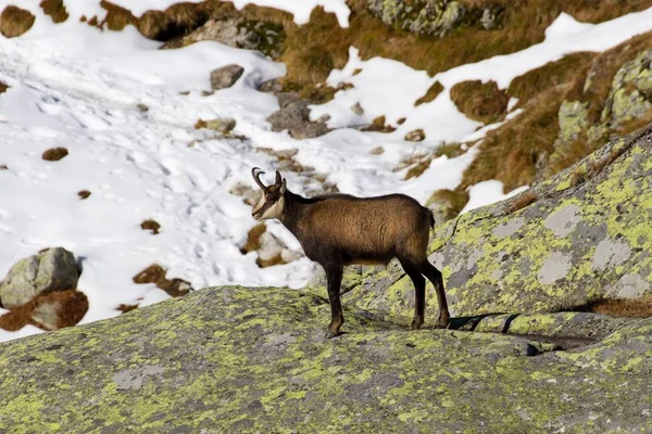 Chamois mountains, Slovakya için yüksek Tatras için