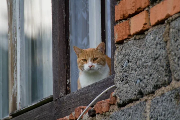 Kedi penceresinde — Stok fotoğraf