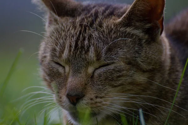 Gatto addormentato in giardino — Foto Stock