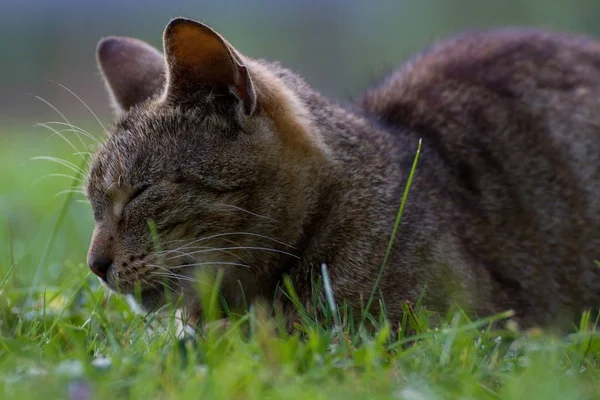 在花园里睡觉的猫 — 图库照片