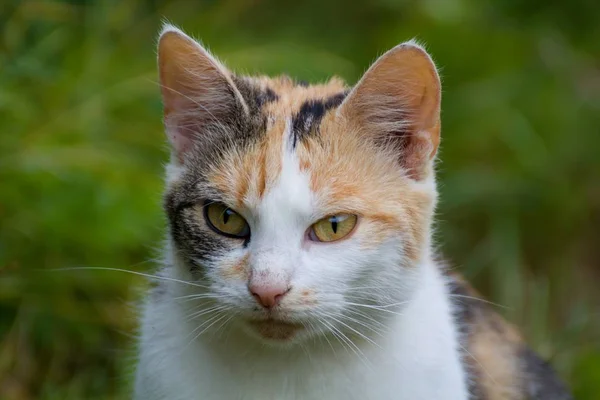 Detail des Katzengesichts — Stockfoto