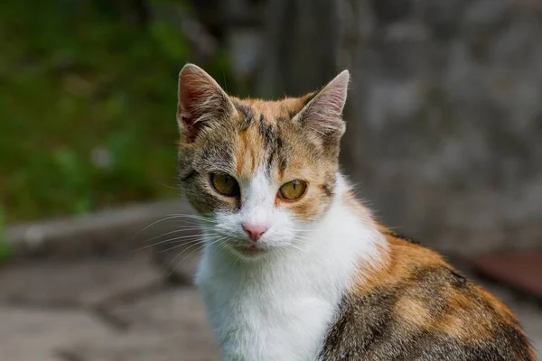 Dettaglio del volto del gatto — Foto Stock