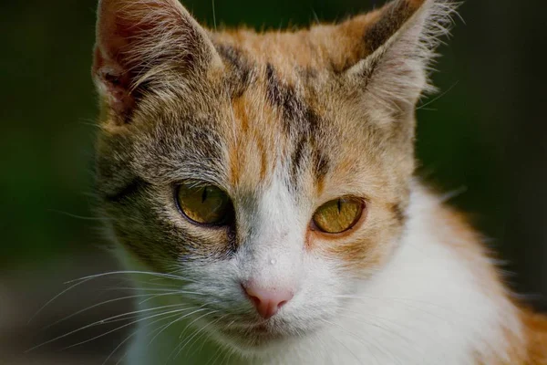 Detail des Katzengesichts — Stockfoto