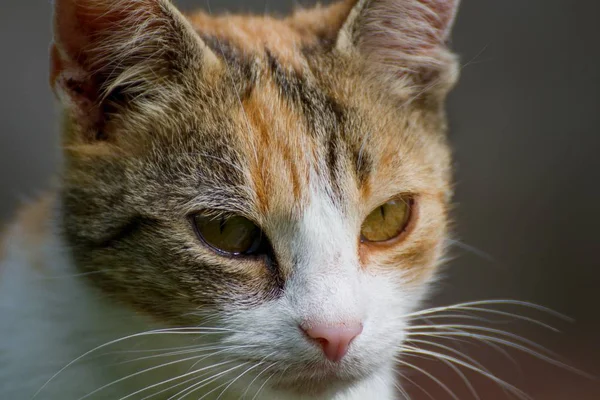 Ayrıntı kedi yüz — Stok fotoğraf