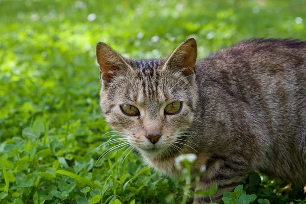 花园里的猫 — 图库照片