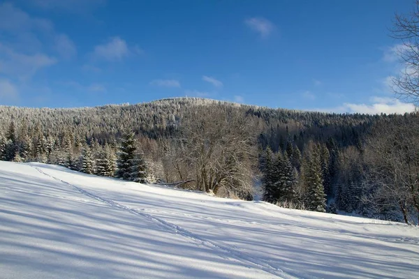 Inverno Floresta — Fotografia de Stock