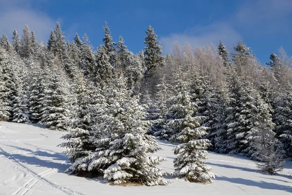 Зима Лісі — стокове фото