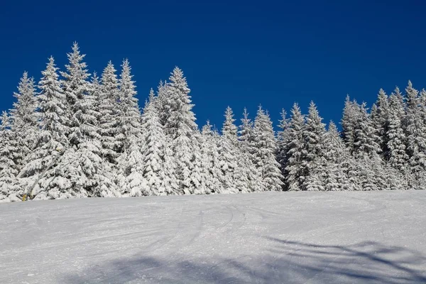 Inverno Floresta — Fotografia de Stock