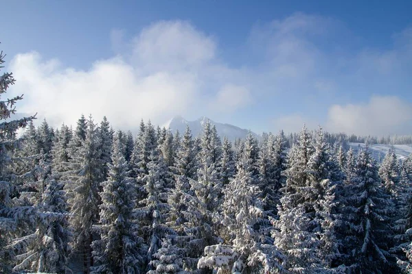 Vinter Skogen — Stockfoto