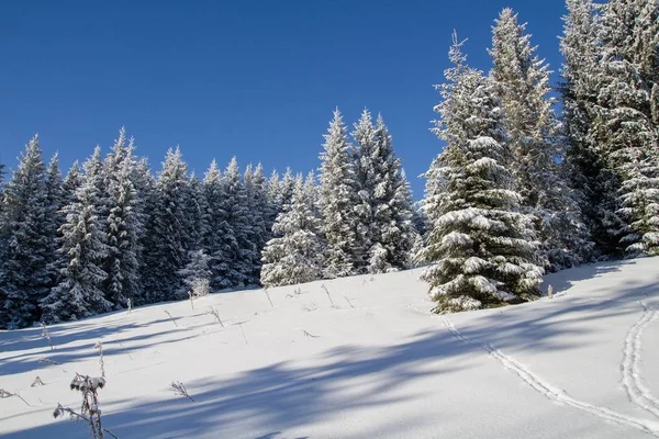 Inverno Floresta — Fotografia de Stock