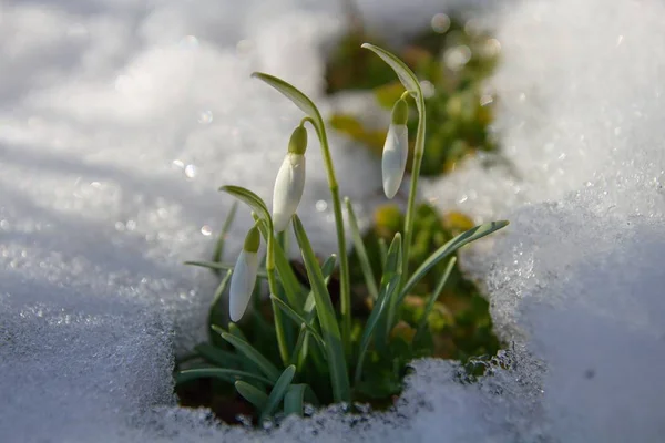 Schneeglöckchen Schnee — Stockfoto