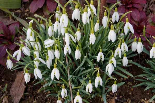 Schneeglöckchen Frühling — Stockfoto