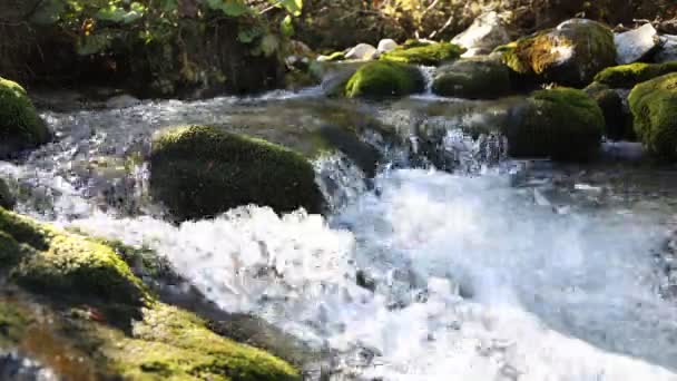 Flowing Brook Timelapse Video — Stock Video