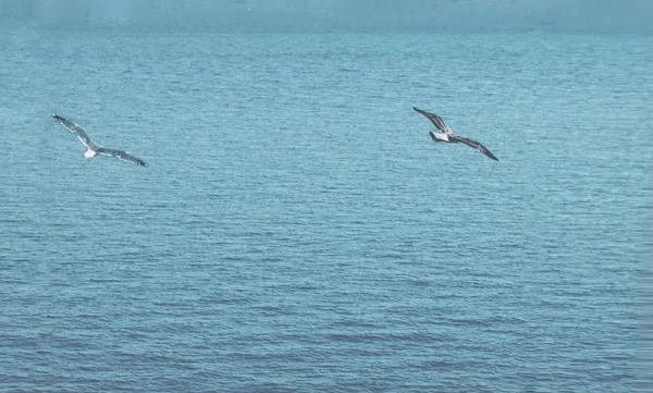 Bird flies over see. Gorgeous Flight of bird with Seagull hovers