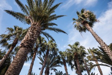 Uzun palmiye ağaçları