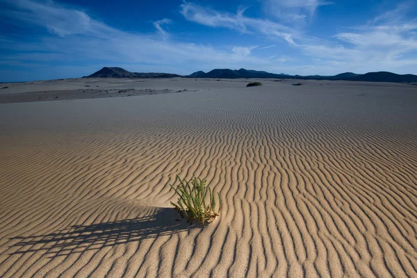 Nature's Art — Stockfoto