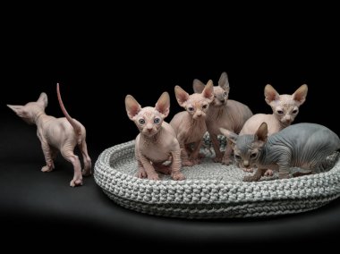 Sphynx kedi yavru kedi ile