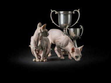 Sphynx kedi yavru kedi ile