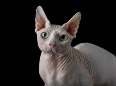 Sphynx kedi yavru kedi ile