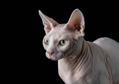 Sphynx kedi yavru kedi ile