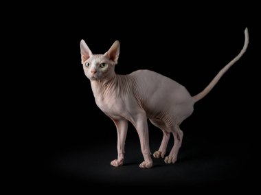 Sphynx kedi yavru kedi ile
