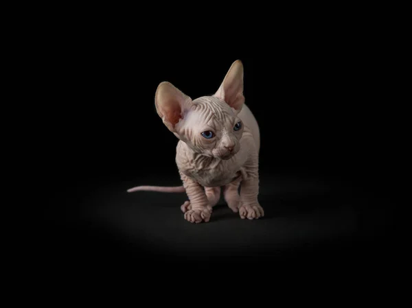 Sphynx Kot Kociąt — Zdjęcie stockowe