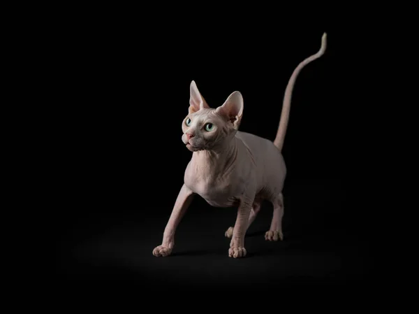 Pisica Sphynx Pisoi — Fotografie, imagine de stoc