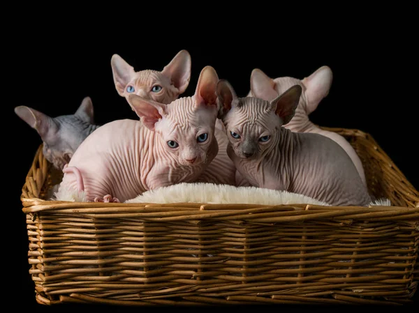 Sphynx Cat Kittens — Stock Photo, Image