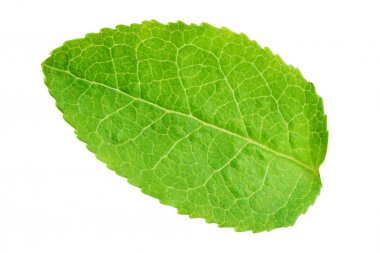 Yaban mersini yaprak izole