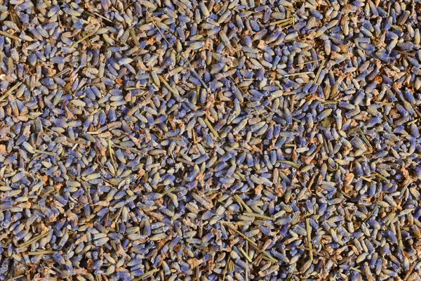 Dried lavender background — Stock Photo, Image