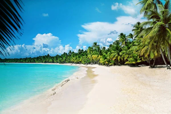 Palmeras en la playa — Foto de Stock