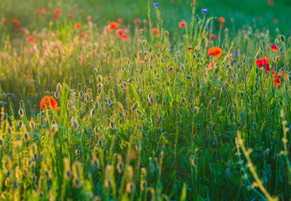 Prairie de pavot d'été — Photo